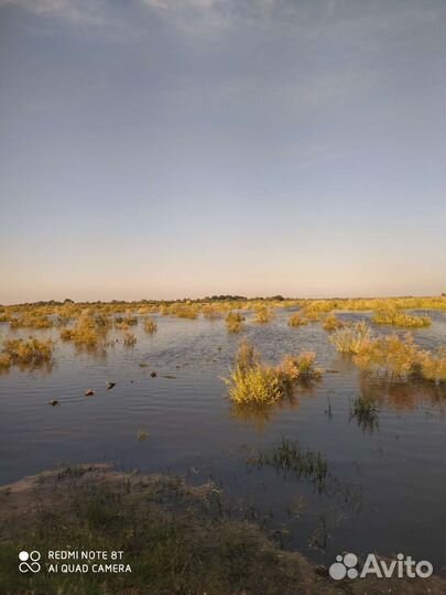 Сазан карп амур толстолобик малек