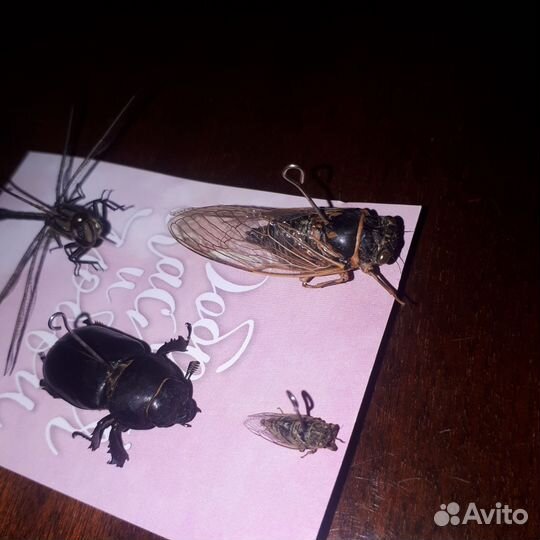 Насекомые сушеные,одним лотом