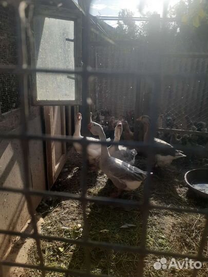 Холмогорские гуси