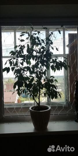 Фикус бенджамина большой