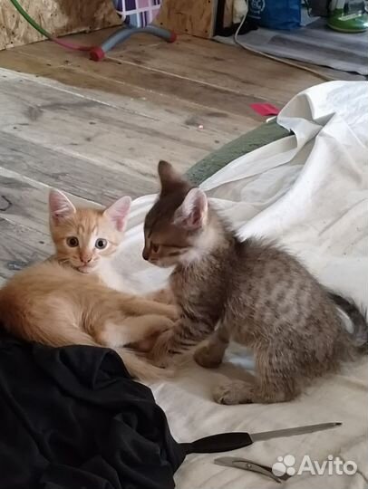 2 рыженьких котенка в добрые руки