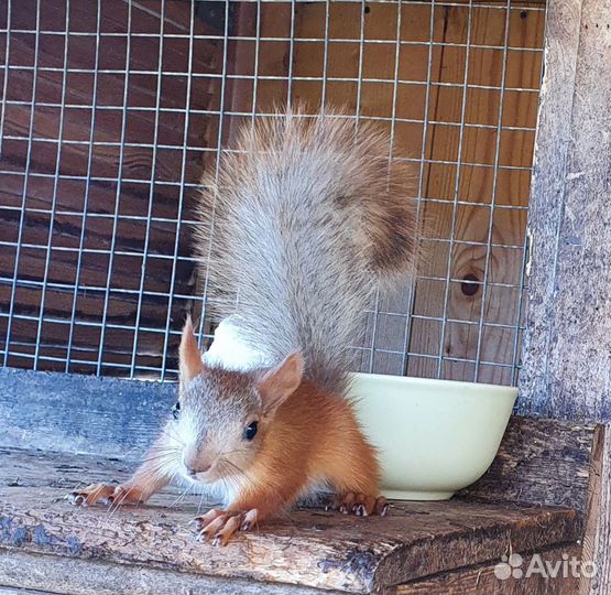 Белка алтайская