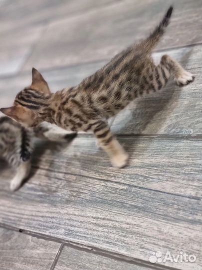 Бенгальская