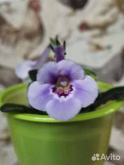 Минисиннингии