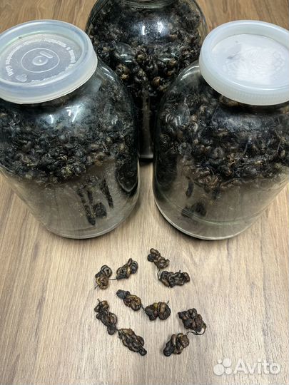 Червь морской вяленый (мяски)