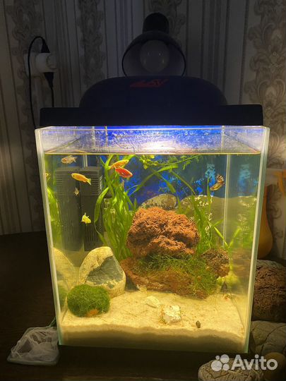 Аквариум