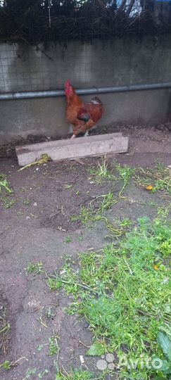 Продам петуха
