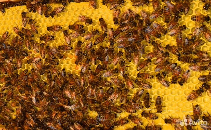 Пчелы бакфаст Тамбов ф1