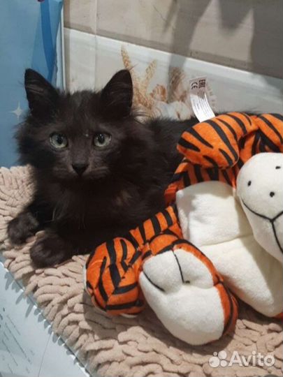 Шоколадный котёнок