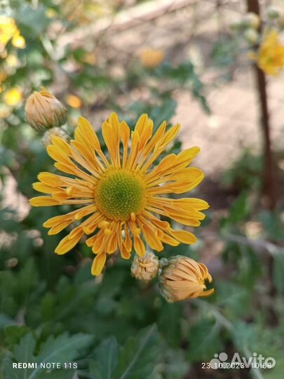 Черенки хризантемы