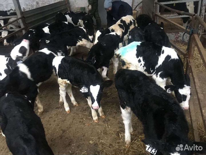 Бычки телята для откорма