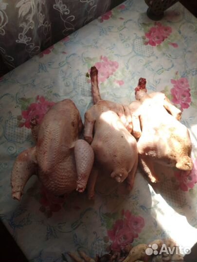 Мясо домашнего бройлера