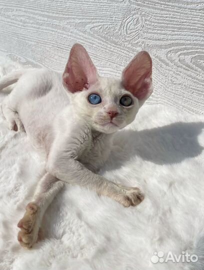 Разноглазый девон рекс