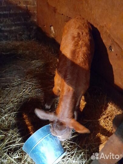 Телята бычки