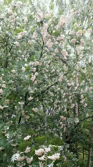 Дом 54 м² на участке 17 сот.