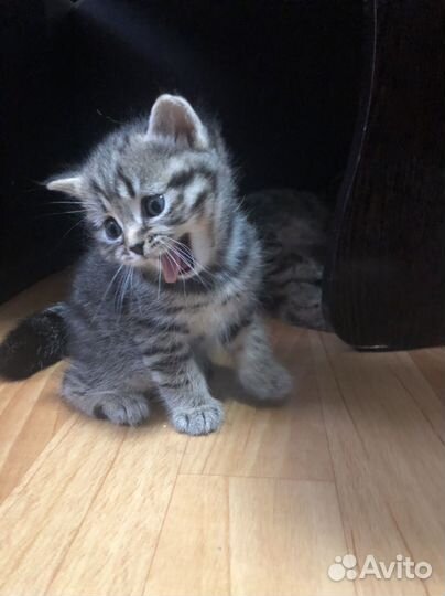 Британские котята
