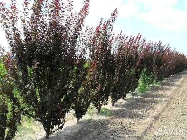 Саженцы колоновидной сливы Блю Свит