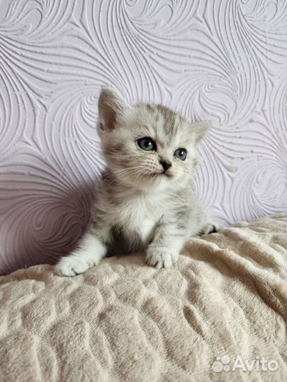 Шотландская