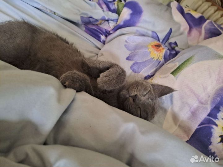 Отдам в добрые руки