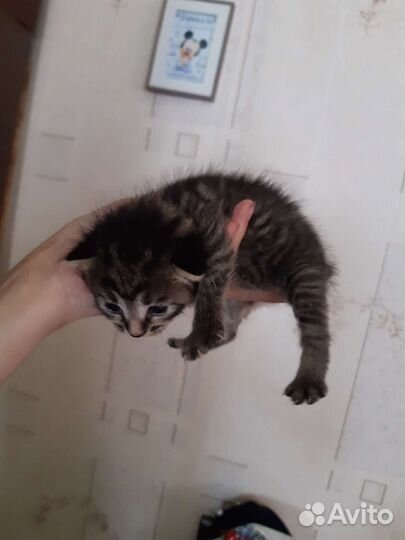 Котята малыши