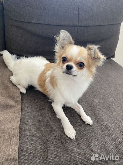 Чихуахуа девочка