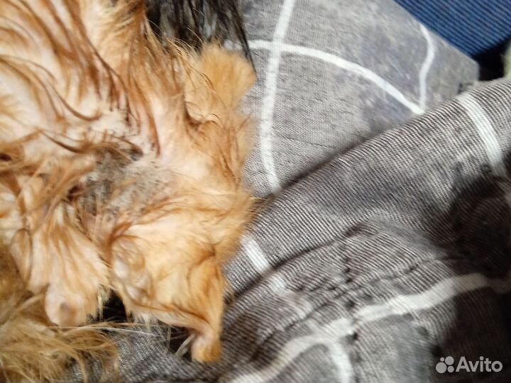 Котята в добрые руки бесплатно