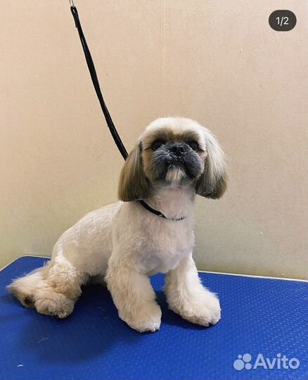 Стрижка собак и кошек