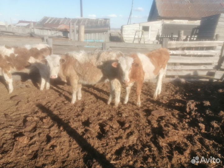 Продажа крс