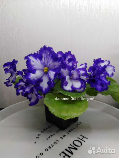 Фиалка сортовая