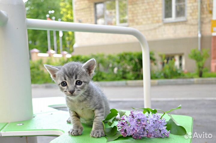 Котенок Коржик в поисках дома