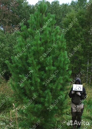 Дерево кедра