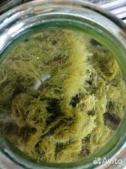 Мох для дизайна в аквариуме