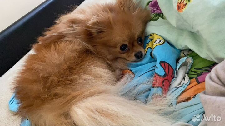 Шпиц вязка девочка