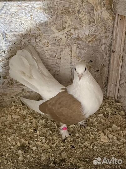 Продажа голубей чилики