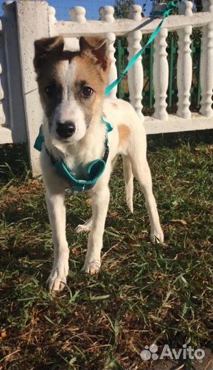 Маленькая собачка