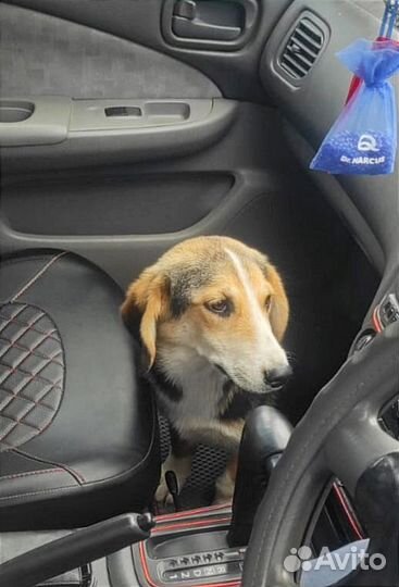 Тося щенок ждёт любящие руки