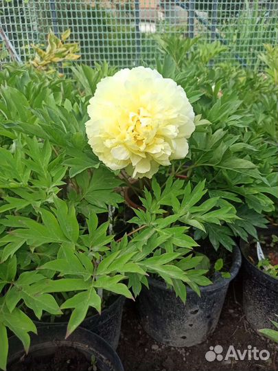 Пионы желтые саженцы