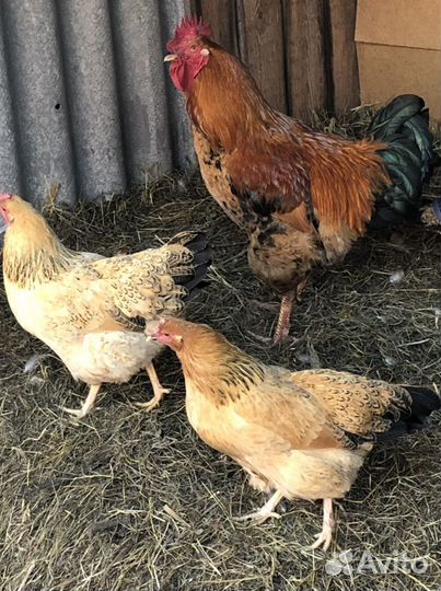 Билефельдер, Амераукана, Виандот, Кучинская