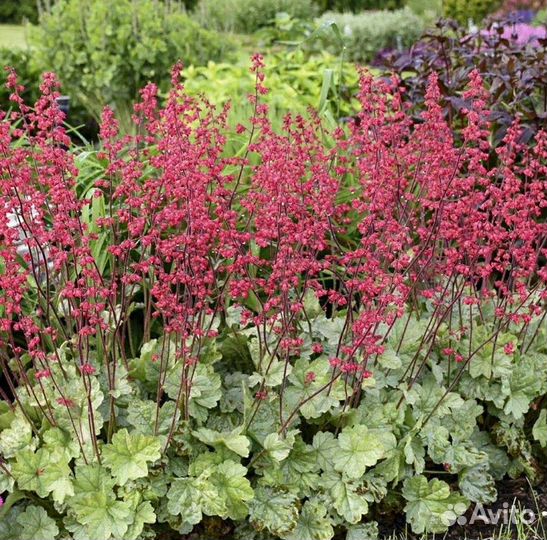 Многолетник