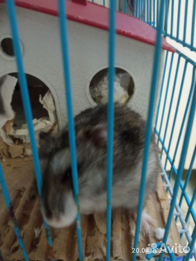 Отдам бесплатно