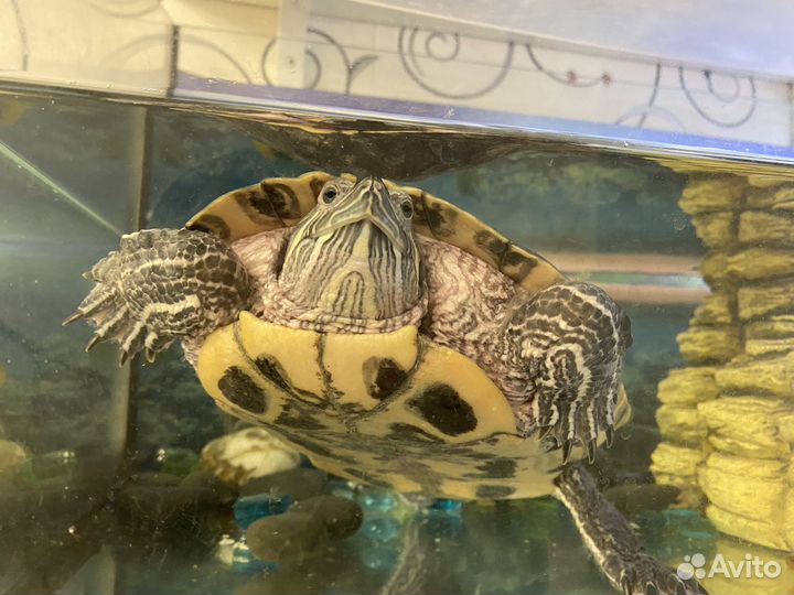 Красноухая черепаха с аквариумом