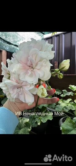 Пеларгония сортовая
