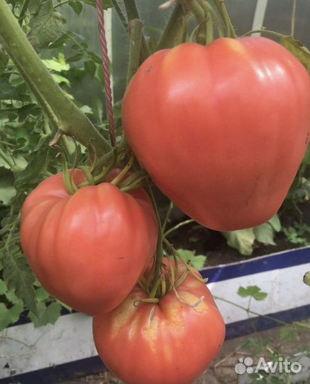 Помидор бычье сердце с дачного участка