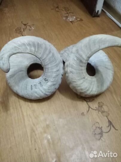 Продам рога барана