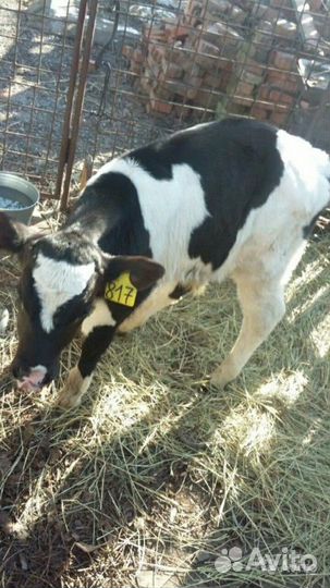 Племенные телята