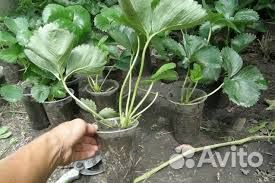 Земляника садовая Рассада