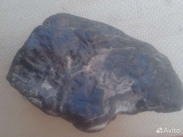 Окаменелое дерево