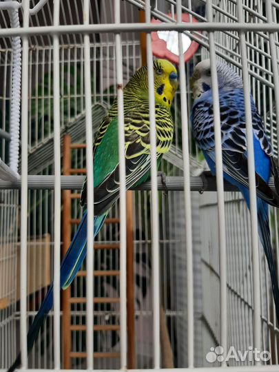 Попугаи с клеткой
