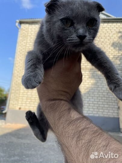 Шотландский котонок вислоухий