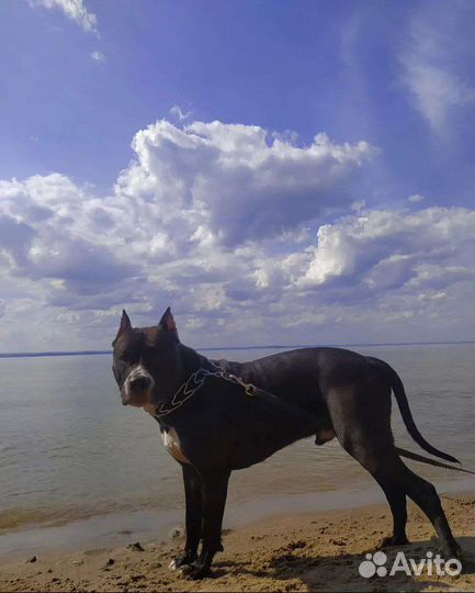 Питбуль вязка